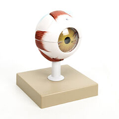 3x Life Size Human Eye Model  hi-res