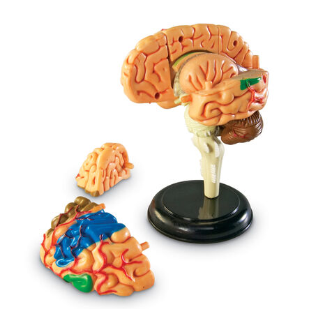 Learning Resources Complete Anatomy Models  hi\-res