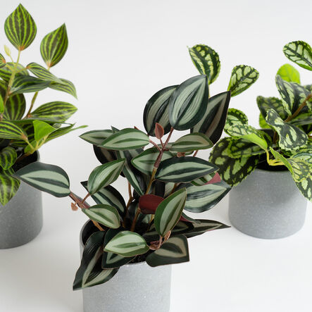 Artificial House Plants in Grey Pots 3pk  hi\-res