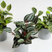 Artificial House Plants in Grey Pots 3pk  hi\-res