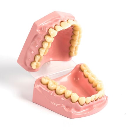 Teeth Dental Hygiene Model  hi\-res