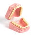 Teeth Dental Hygiene Model  hi\-res