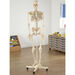 Life Size Human Skeleton Model  hi\-res