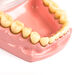 Teeth Dental Hygiene Model  hi\-res