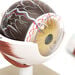 3x Life Size Human Eye Model  hi\-res