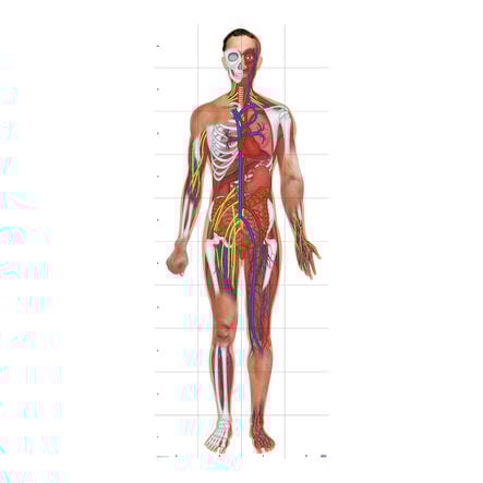 TTS Bee\-Bot® Human Body Mat  hi\-res