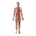 TTS Bee\-Bot® Human Body Mat  hi\-res