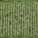 Bamboo Canes 20pk  hi\-res