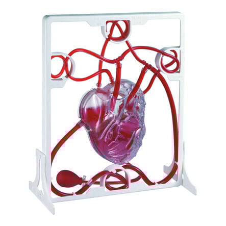 Pumping Human Heart Model  hi\-res