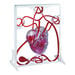Pumping Human Heart Model  hi\-res