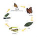TTS Life Cycles Magnetic Pieces 3 Sets  hi\-res