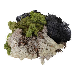 Natural Moss 3pk  Natural Moss 3pk  hi-res
