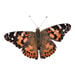 Butterfly Life Cycle Kit  hi\-res