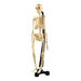 Desktop Human Skeleton Model  hi\-res