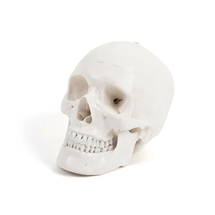 Life Size Human Skeleton Model  hi\-res