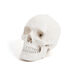 Life Size Human Skeleton Model  hi\-res