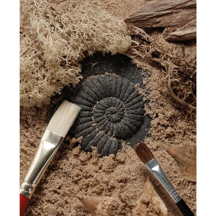 Let\'s Investigate Fossils  hi\-res
