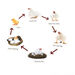 TTS Life Cycles Magnetic Pieces 3 Sets  hi\-res