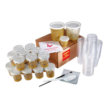 Refill Caterpillars for Butterfly Kits 5pk  hi\-res