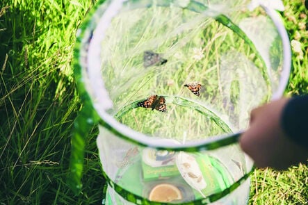 Butterfly Garden Life Cycle Kit  hi\-res