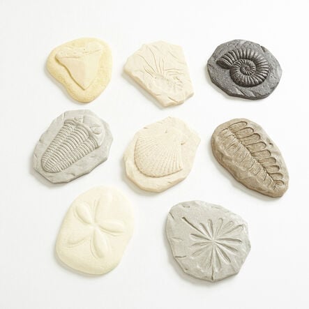 Let\'s Investigate Fossils  hi\-res