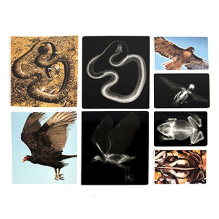 Polydron Animal X\-Rays and Picture Cards  hi\-res
