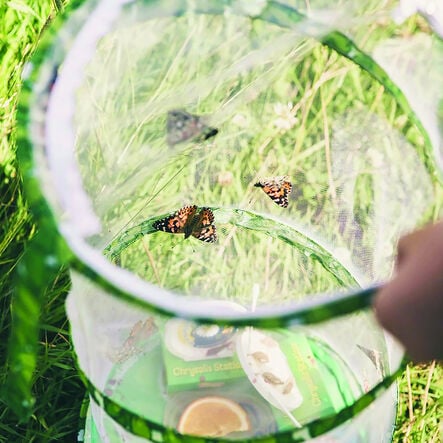 Butterfly Garden Life Cycle Kit  hi\-res