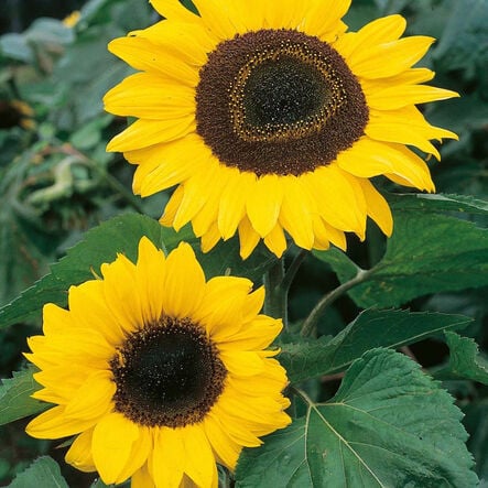 Giant Sunflower Seeds  hi\-res