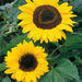 Giant Sunflower Seeds  hi\-res