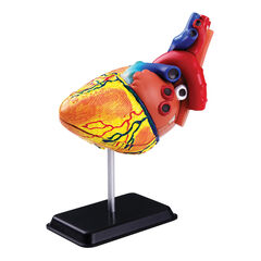 Human Heart Desktop Model  hi-res