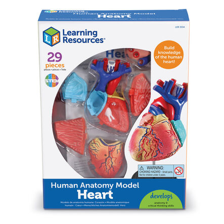 Learning Resources Complete Anatomy Models  hi\-res