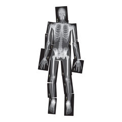 Life-Size Human X-Rays  hi-res