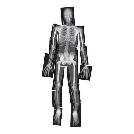 Life\-Size Human X\-Rays  hi\-res