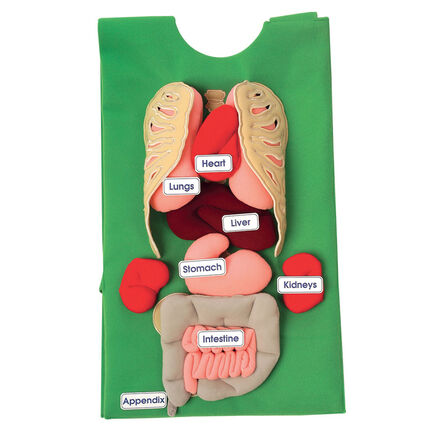 Human Anatomy Tunic  hi\-res