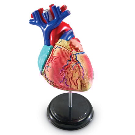 Learning Resources Complete Anatomy Models  hi\-res