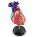 Learning Resources Complete Anatomy Models  hi\-res
