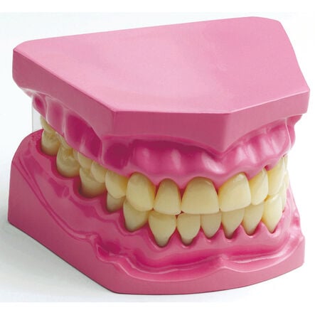 Teeth Dental Hygiene Model  hi\-res