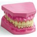 Teeth Dental Hygiene Model  hi\-res