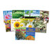 KS1 Plant Life Cycle Books 10pk  hi\-res