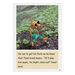 Dandelion Extended Phonic Readers Decodable Book Packs  hi\-res