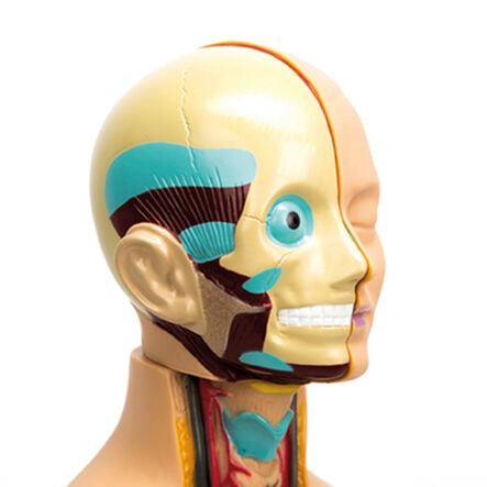 Human Body Anatomical Torso  hi\-res