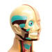 Human Body Anatomical Torso  hi\-res