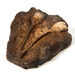 Dinosaur Fossil Kit  hi\-res