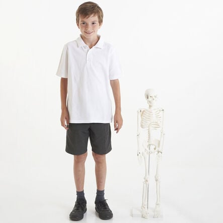 Boney Tony Half Sized Human Skeleton Model  hi\-res