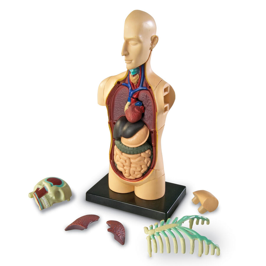 Learning Resources Complete Anatomy Models | Human Body | TTS