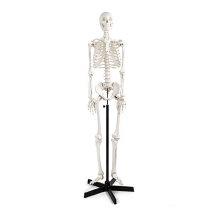 Life Size Human Skeleton Model  hi\-res