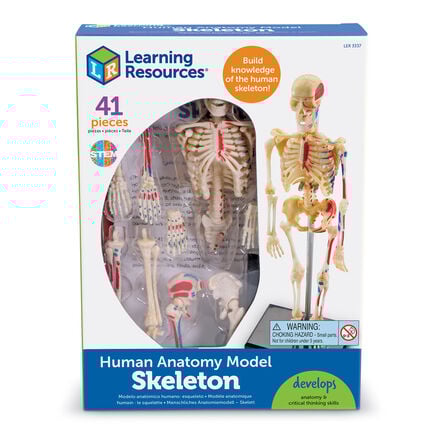 Learning Resources Complete Anatomy Models  hi\-res