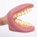 Giant Teeth and Toothbrush Model  hi\-res