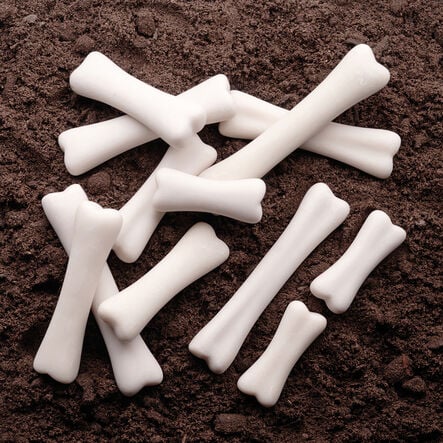 Discovery Dinosaur Bones  hi\-res