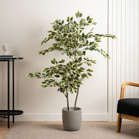 Large Variegated Ficus Plant in White Pot 145cm  hi\-res